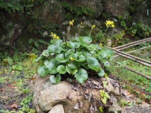 波瀬植物園（飯高町波瀬）