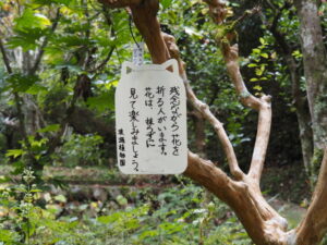 波瀬植物園（飯高町波瀬）