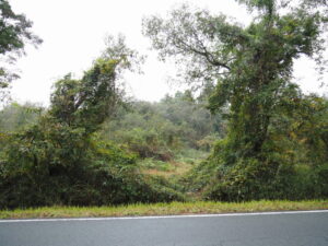 管理事務所から新池駐車場方向へ（大仏山公園）