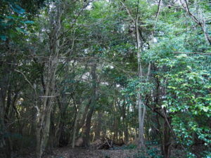 御塩焼所付近（御塩殿神社）