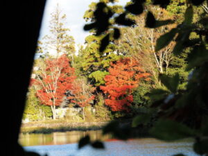 散策路から望む勾玉池の紅葉