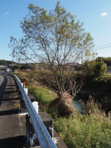 佐奈川の左岸（多気町西山）