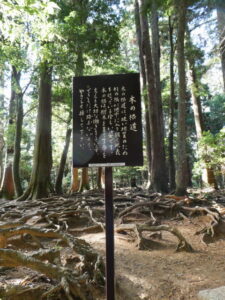 木の根道（鞍馬寺）