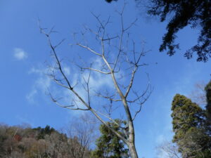 奥の院魔王殿〜西門（鞍馬寺）