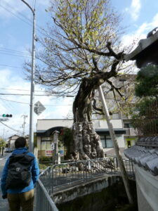 松尾谷 椋の木（京都市西京区松尾井戸町）