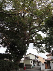 御薗神社の大クス（御薗町王中島）