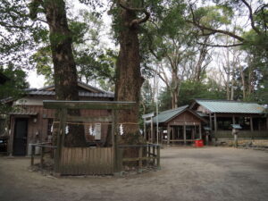 クスノキ（河邊七種神社）