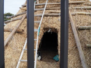 茅の葺き替え工事中の竪穴住居（隠岡遺跡）