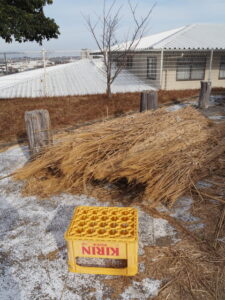 茅の葺き替え工事中の竪穴住居（隠岡遺跡）