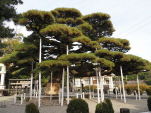 弥栄の松（大湊町）