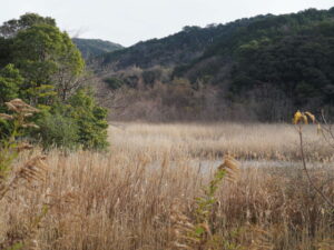 松下社から神前神社へ向かう途中の湿地帯