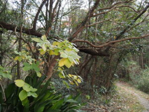 神前神社へと続く道にて