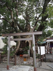 一色神社の長寿の樹（一色町）