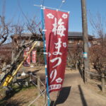 咲き始めた梅の花（臥龍梅公園）