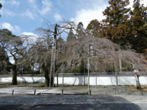 太閤しだれ桜（三宝院）