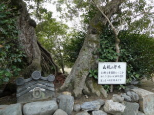 山桃の老木（勧修寺）