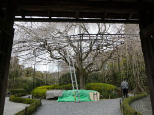 紅しだれ桜（退蔵院）