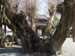 本楽寺