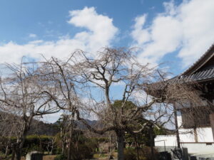 智禅寺