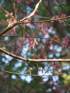 御塩殿神社に咲く桜