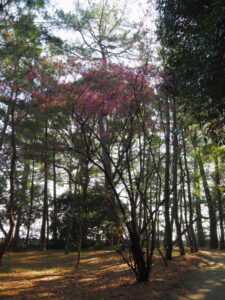 御塩殿神社に咲く桜