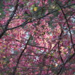 御塩殿神社に咲く桜