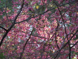 御塩殿神社に咲く桜