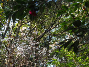 御塩殿神社に咲く桜