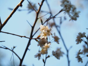 御塩殿神社に咲く桜