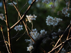 御塩殿神社に咲く桜