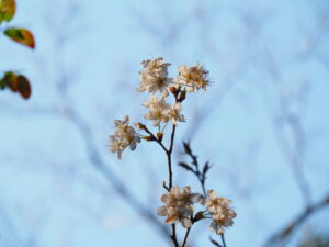 御塩殿神社に咲く桜