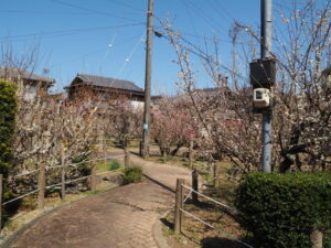 臥龍梅公園（伊勢市御薗町新開）