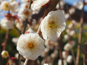 雌しべが多い梅の花（臥龍梅公園）