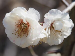 雌しべが多い梅の花（臥龍梅公園）