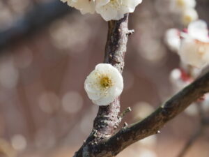 雌しべが多い梅の花（臥龍梅公園）