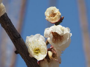 雌しべが多い梅の花（臥龍梅公園）