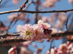 雌しべが多い梅の花（臥龍梅公園）