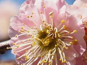 雌しべが多い梅の花（臥龍梅公園）