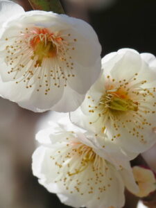 雌しべが多い梅の花（臥龍梅公園）