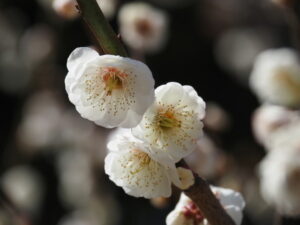 雌しべが多い梅の花（臥龍梅公園）