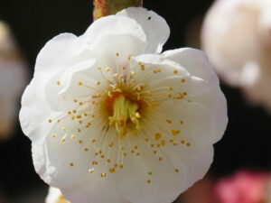 雌しべが多い梅の花（臥龍梅公園）