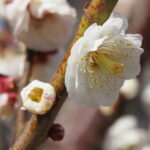 雌しべが多い梅の花（臥龍梅公園）