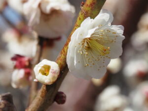 雌しべが多い梅の花（臥龍梅公園）