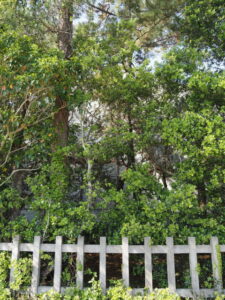 二見浦海岸側から望む御塩焼所の簀屋根（御塩殿神社）