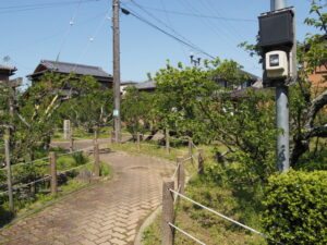 臥龍梅公園（伊勢市御薗町新開）