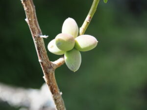 多房の梅が見られる臥龍梅公園