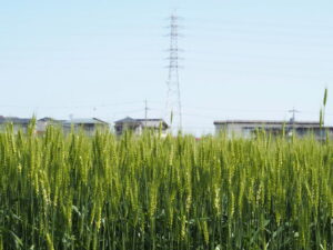 御薗町長屋にて