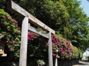 磯神社の鳥居付近