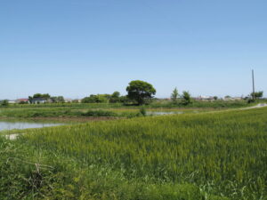 伊勢市磯町にて