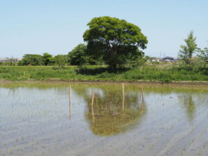 中央に結界が張られたような田んぼ（伊勢市磯町）